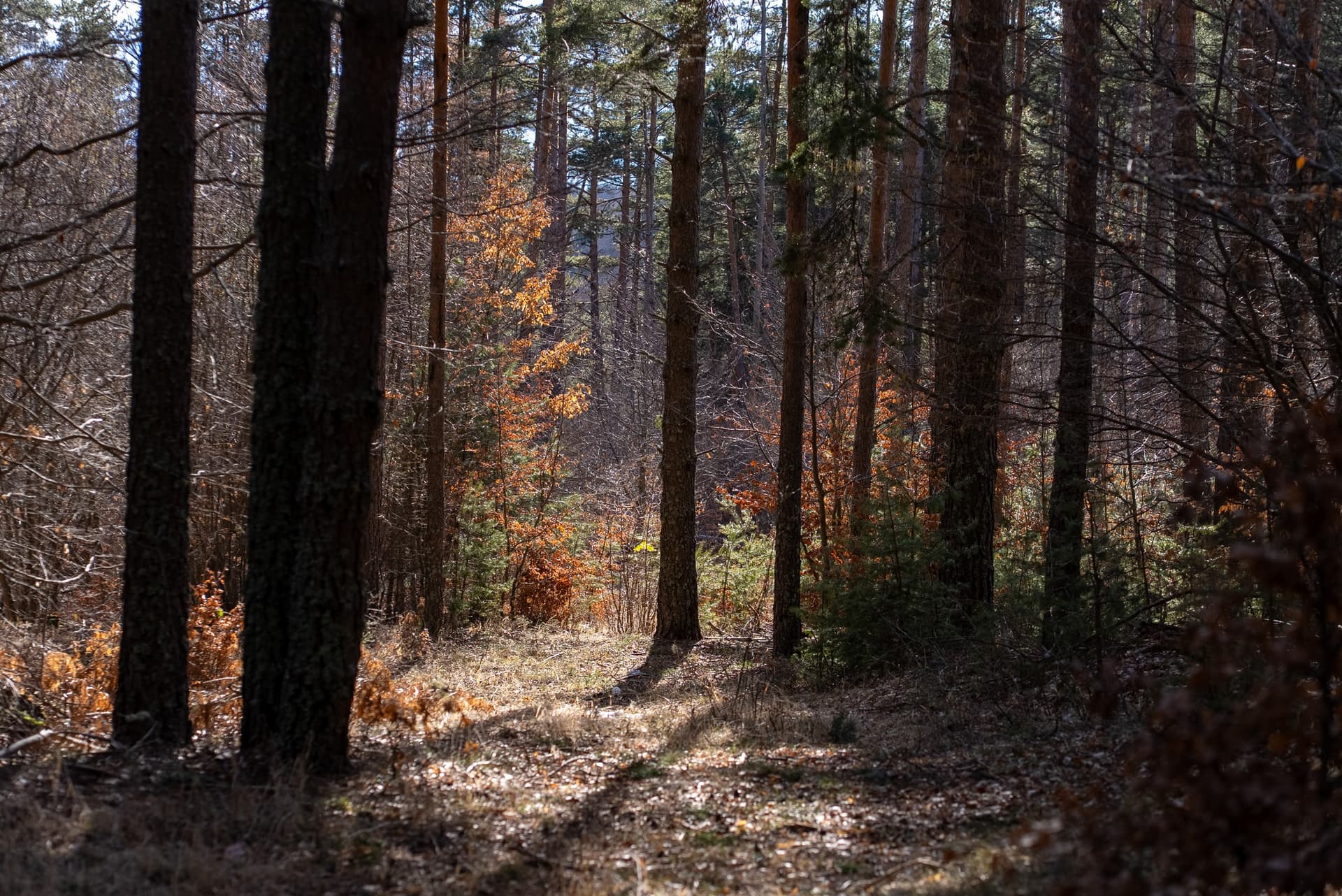 Alt text not provided