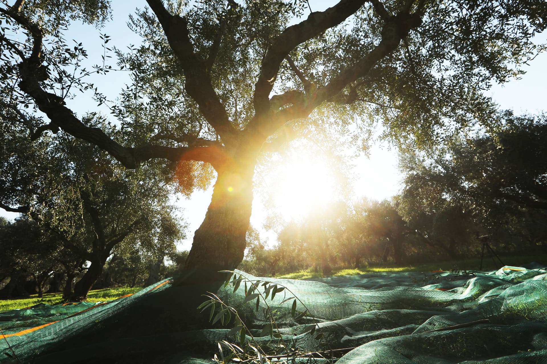 Alt text not provided