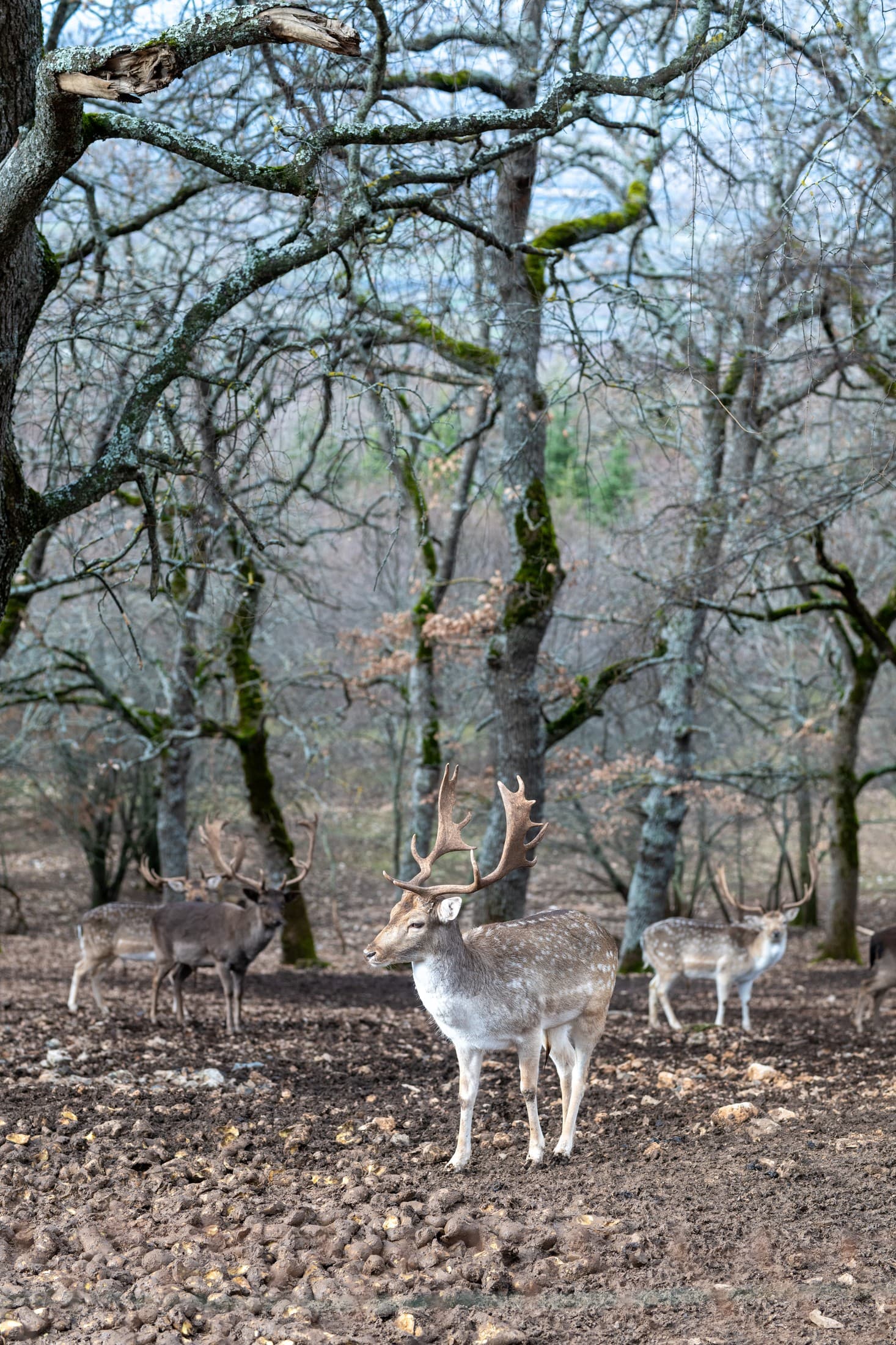 Alt text not provided