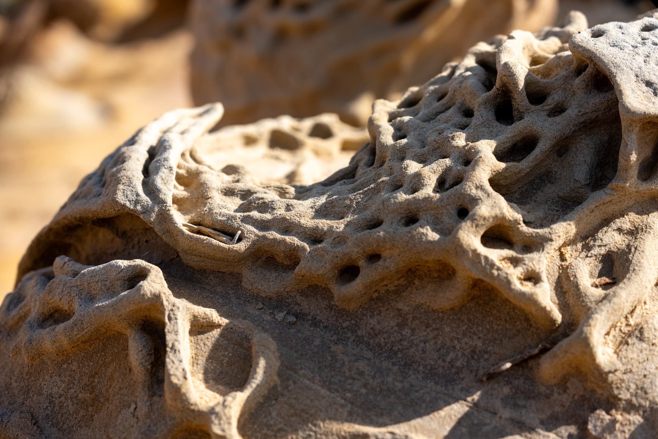 Alt text not provided