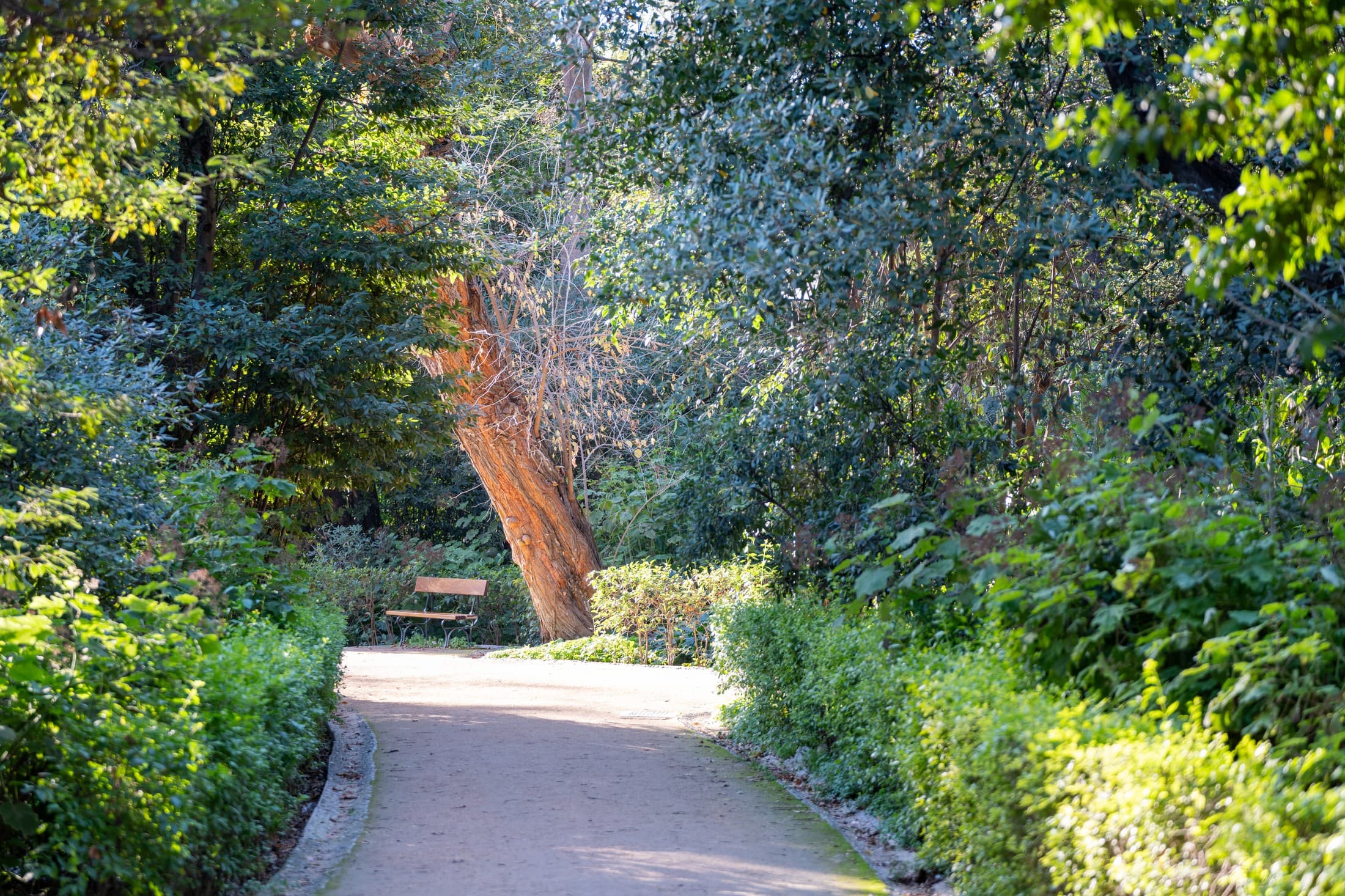 Parks: Urban Sanctuaries of Care