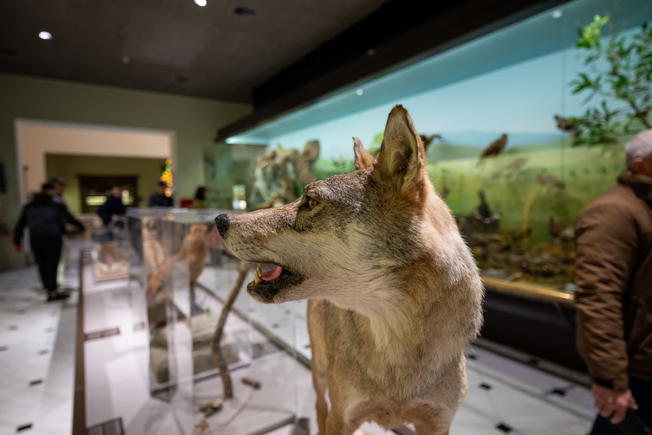 Alt text not provided