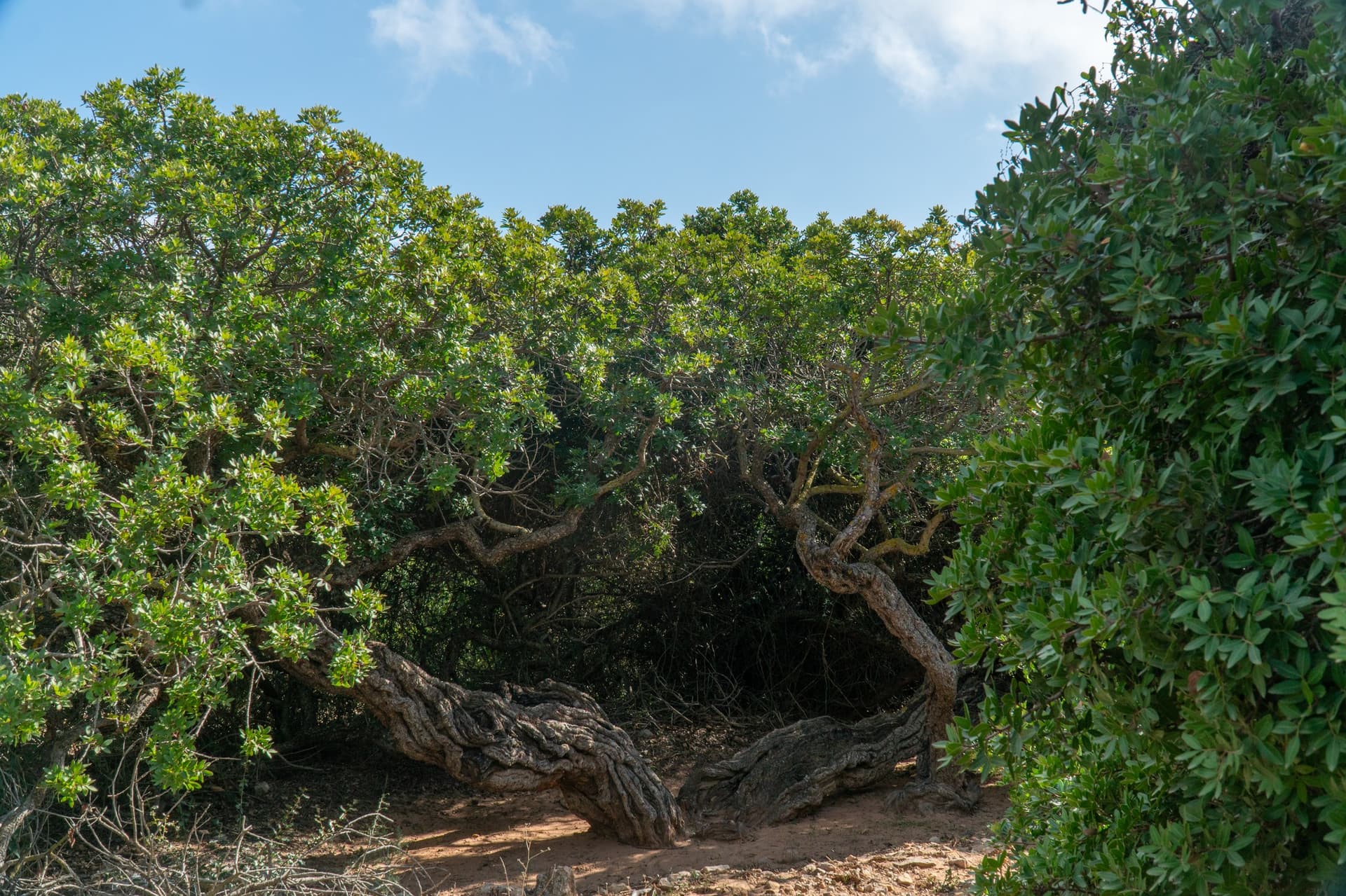 Alt text not provided