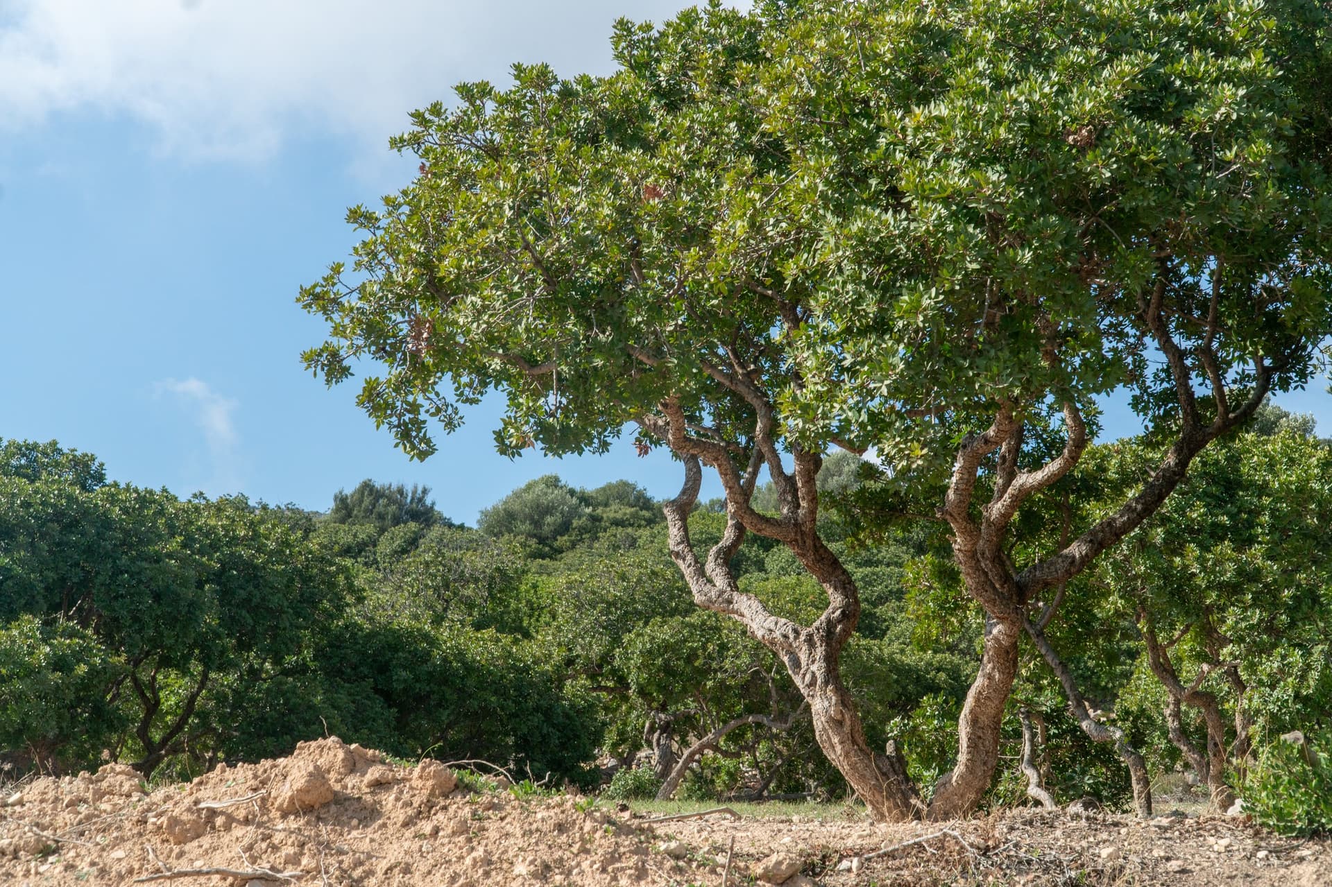 Alt text not provided