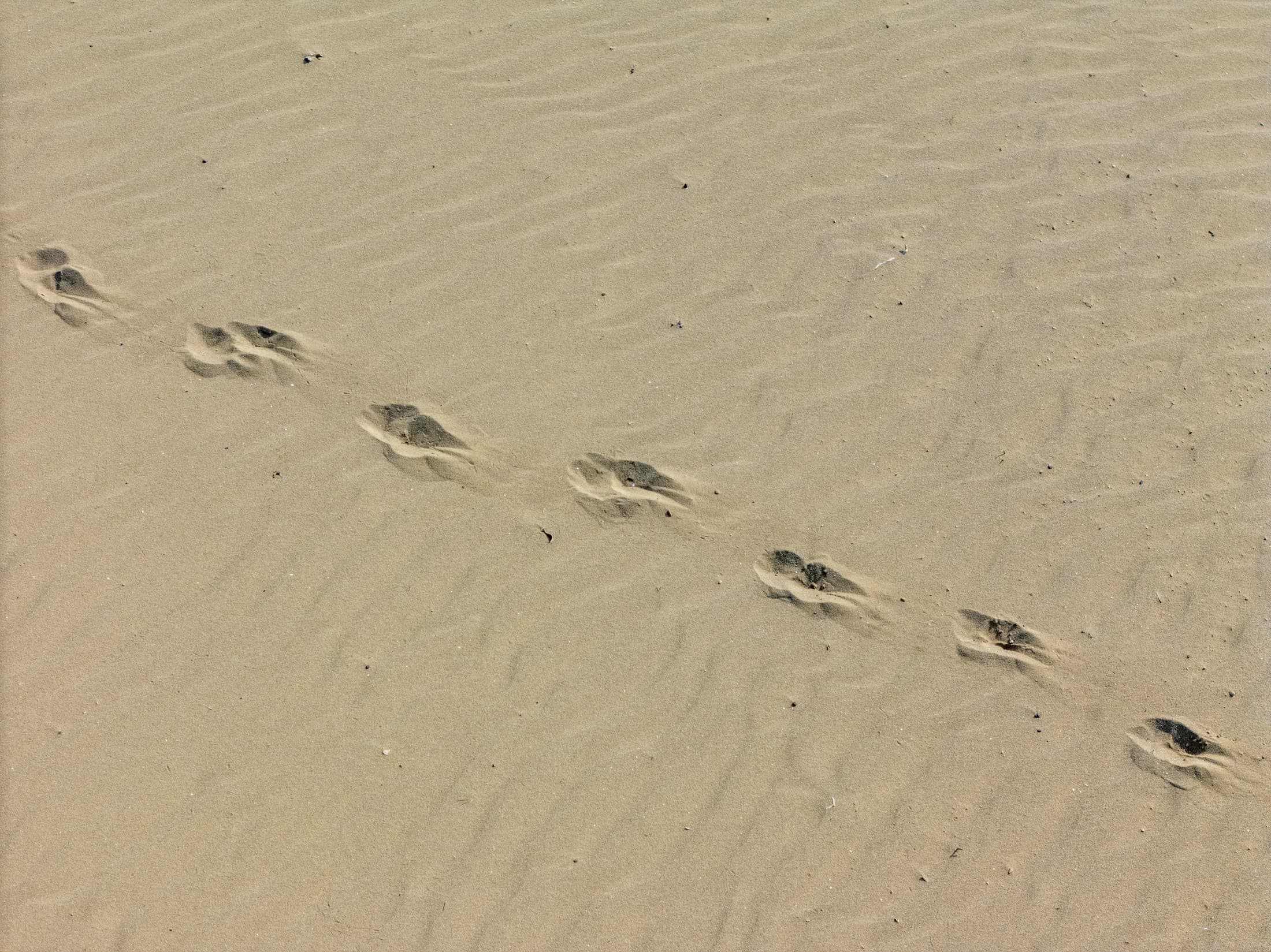 Alt text not provided