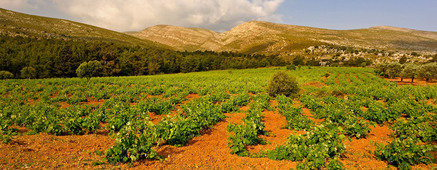 Rhodian wines