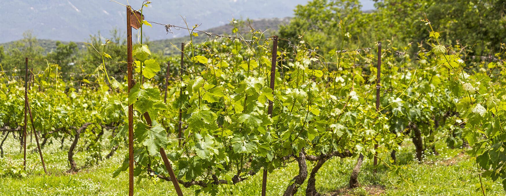 Die Weine von Epirus