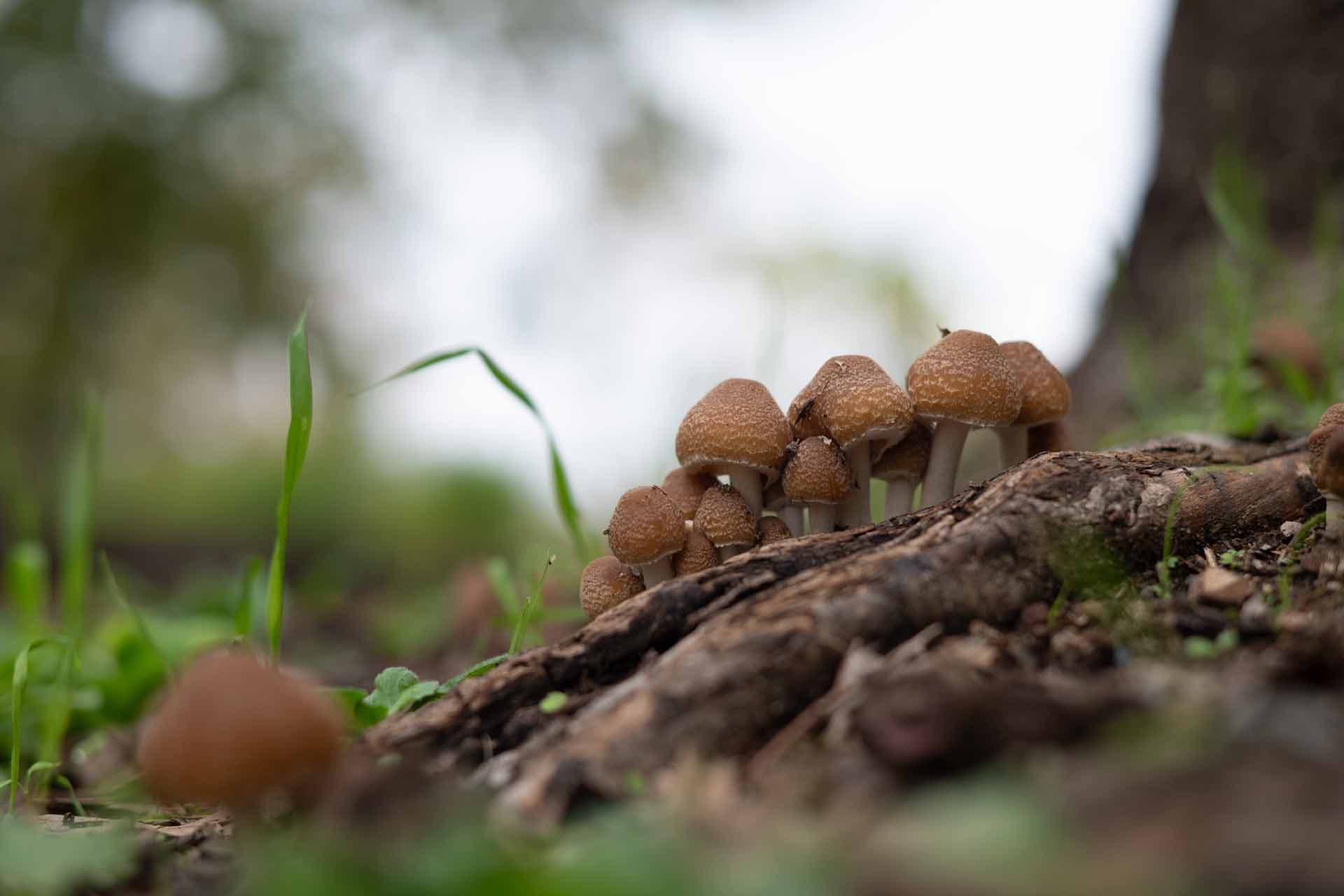 Alt text not provided