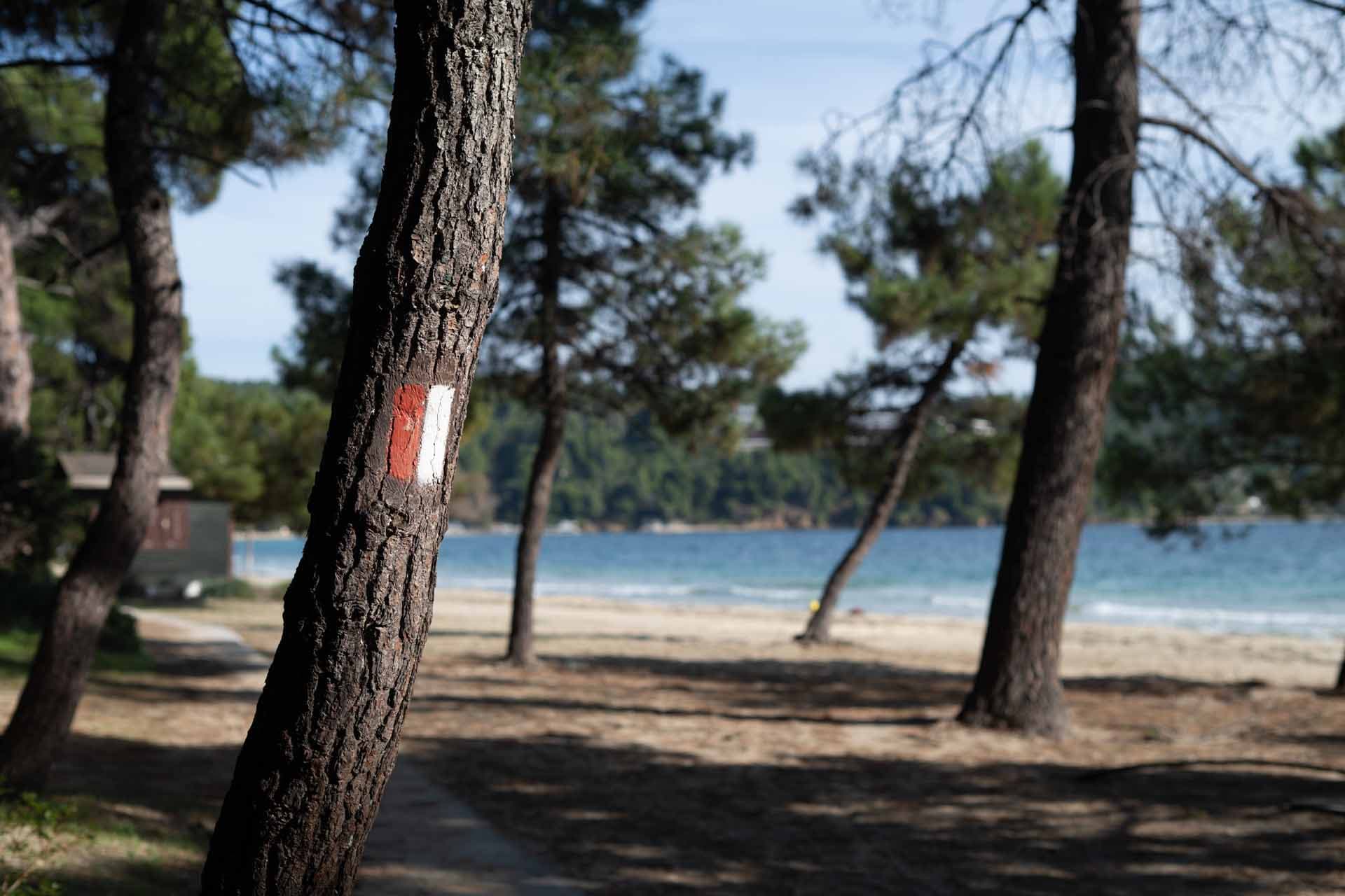 Alt text not provided