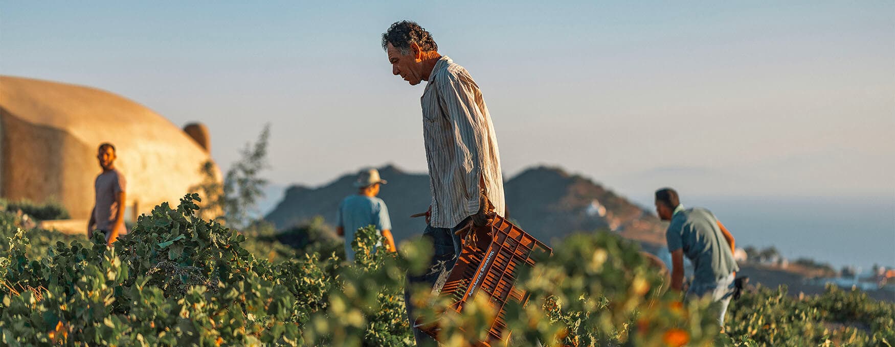 Traditional Grape Harvest