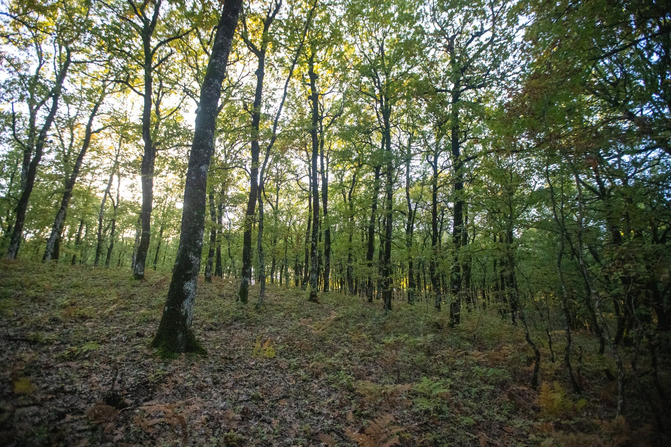 Nature snapshot 1