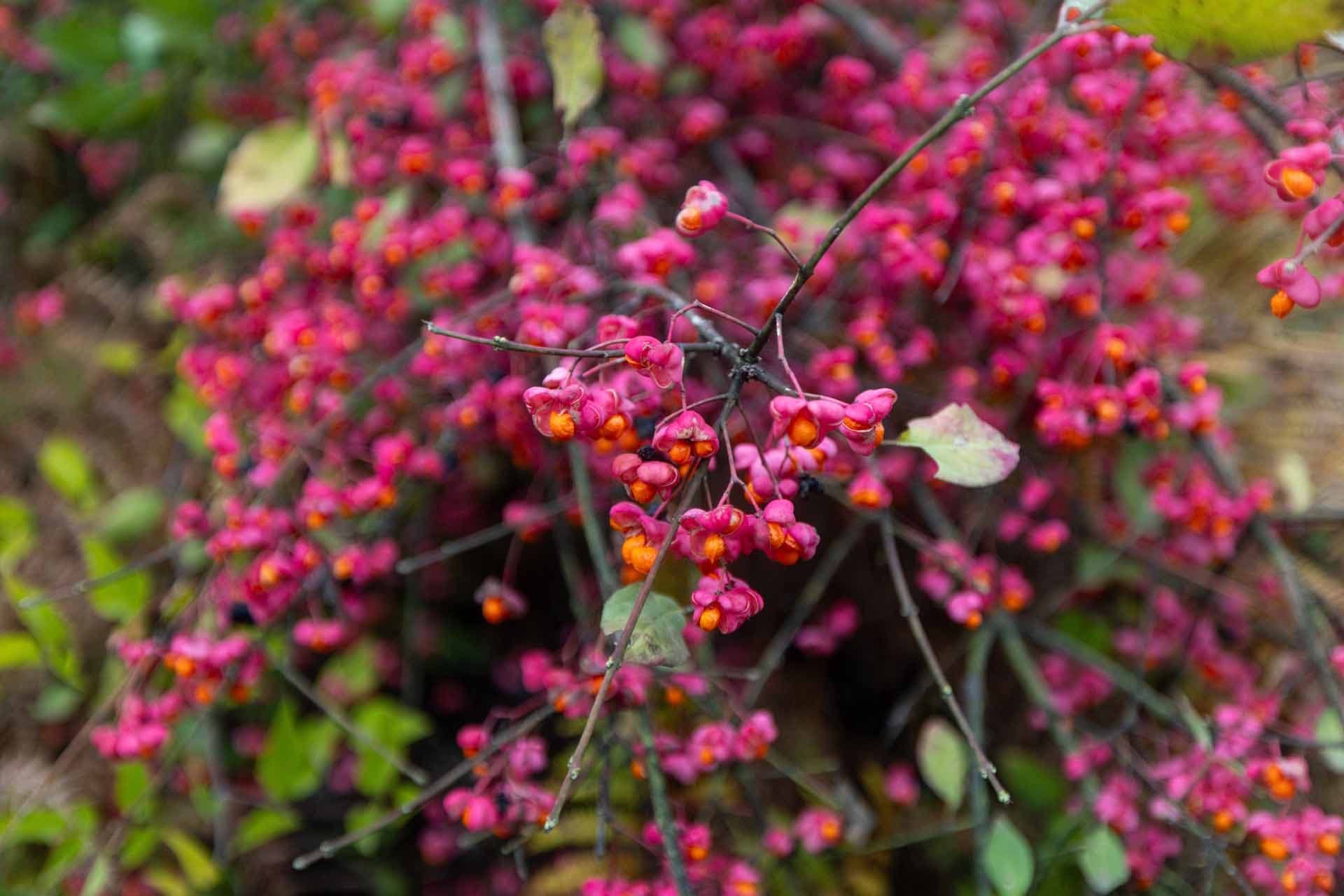 Alt text not provided