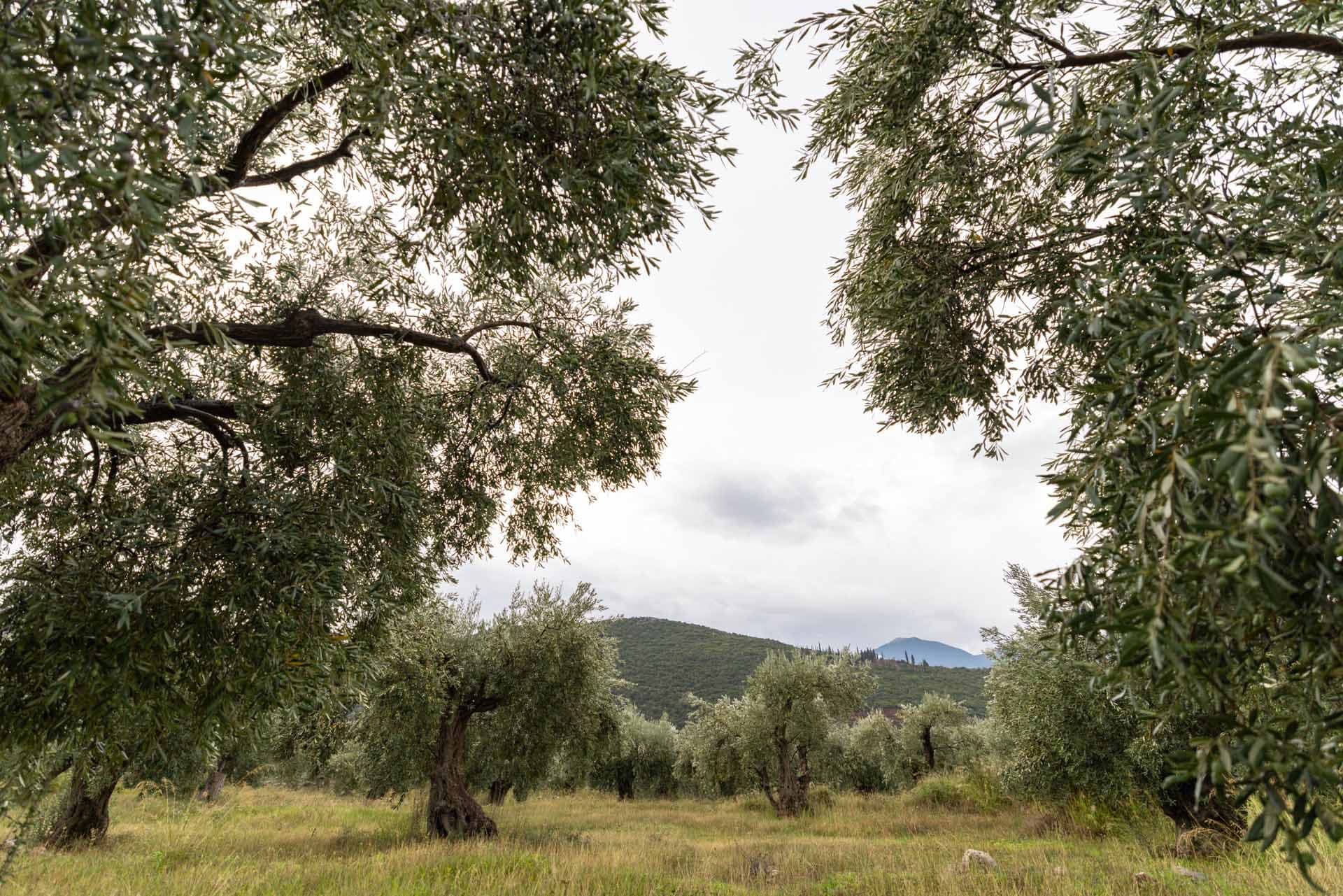 Alt text not provided