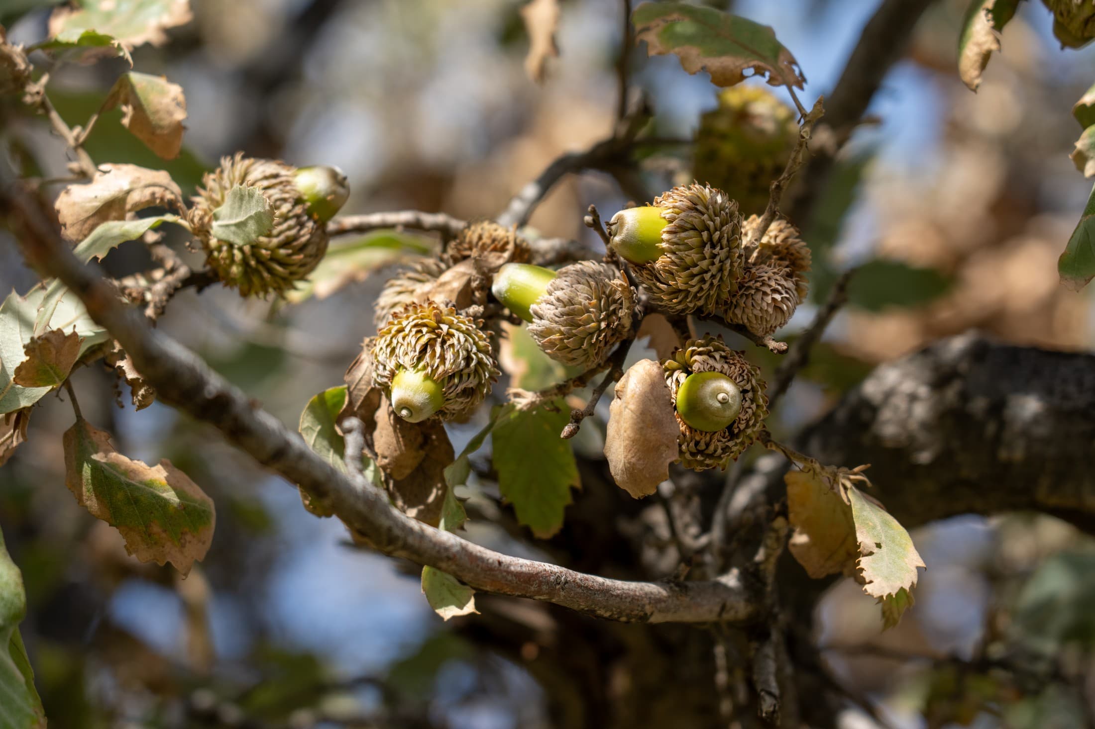 Nature snapshot 5