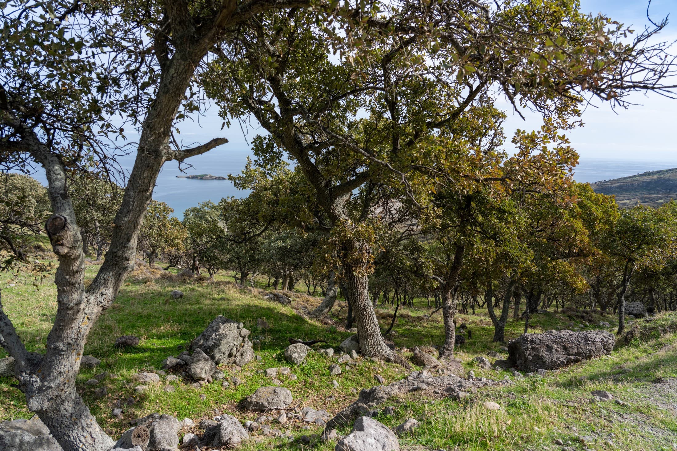 The Oak Forest