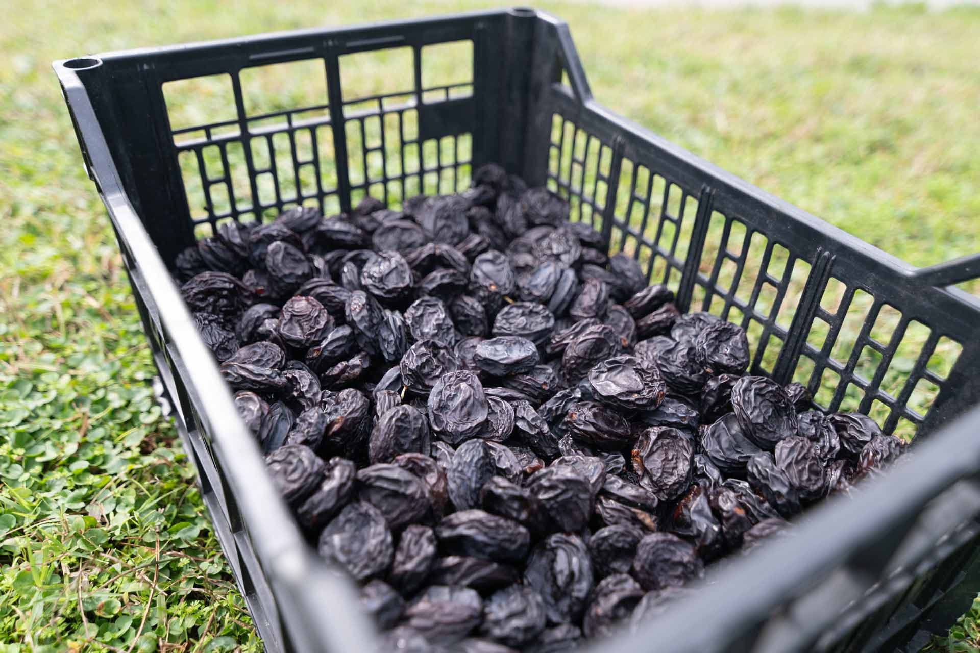 Alt text not provided