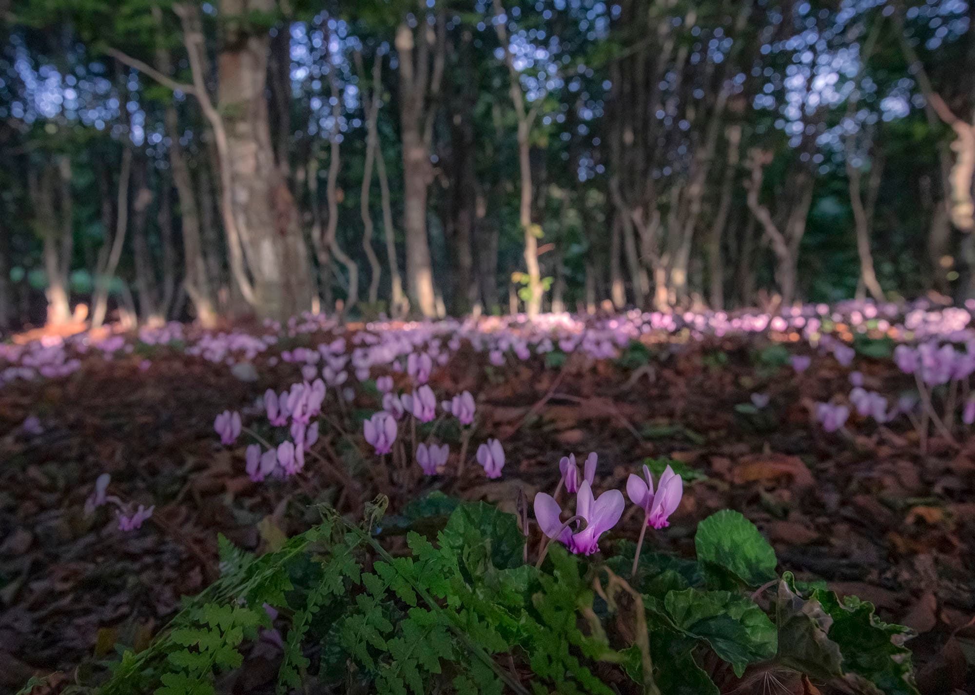 Forests: Nature’s Living Sanctuaries