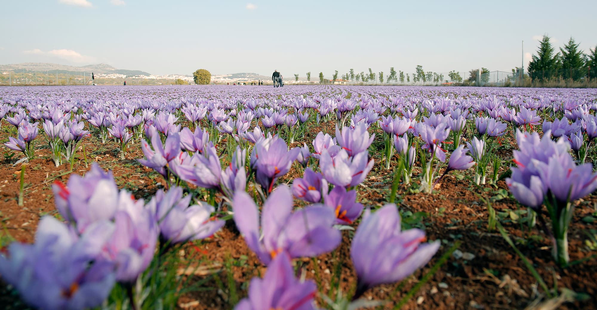 Visit to the Kozani Saffron Producers Cooperative