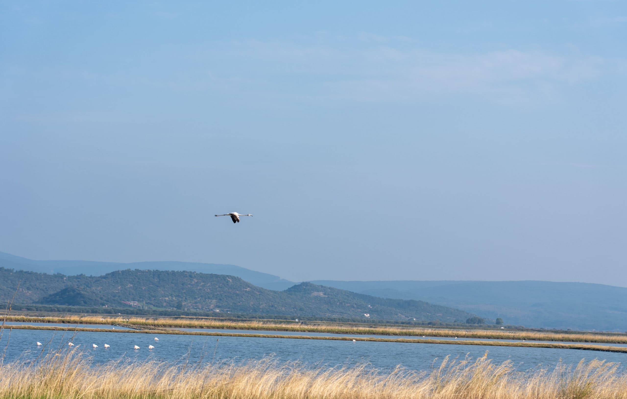 Birdwatching on Lesvos Island