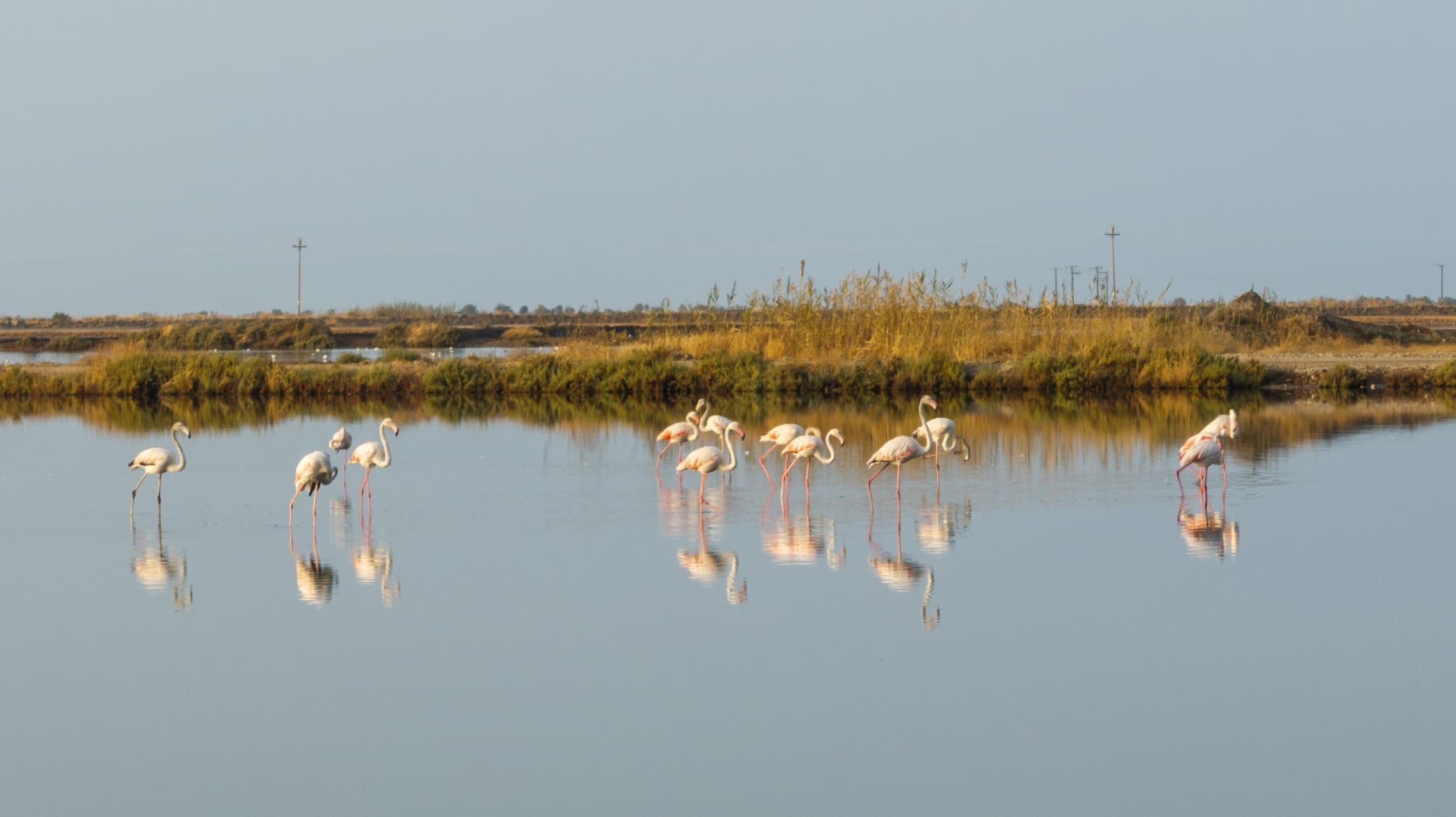 Vogelbeobachtung in Mesolonghi