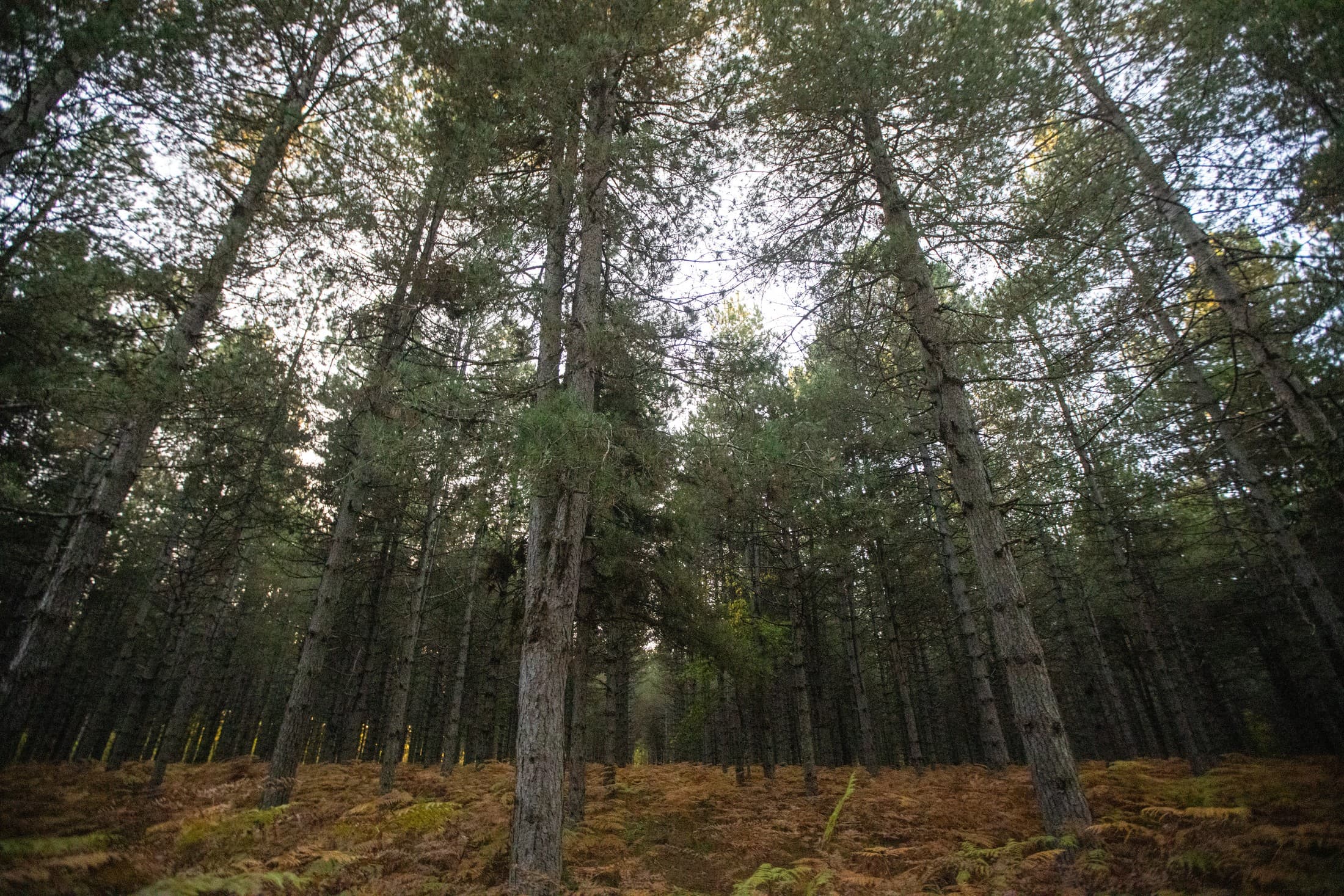 foloi-oak-forest