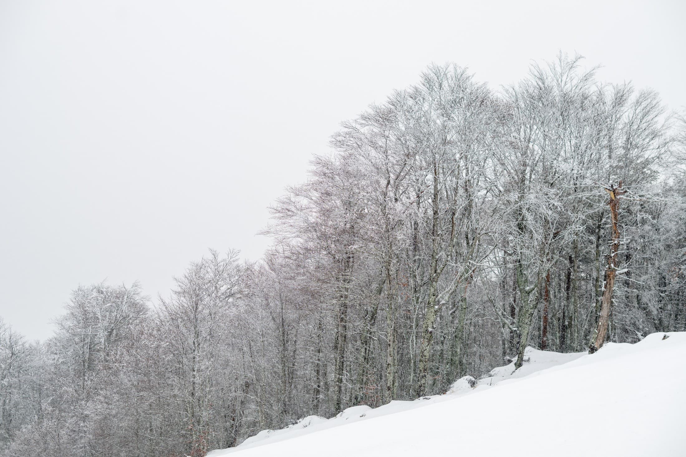 Lailia-Wald