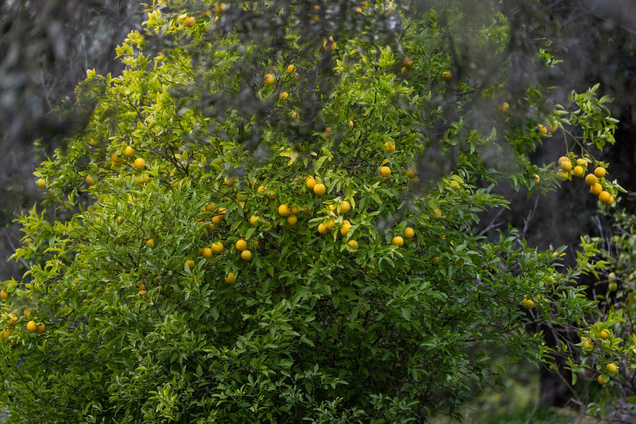 Lemon Forest (Lemonodasos)