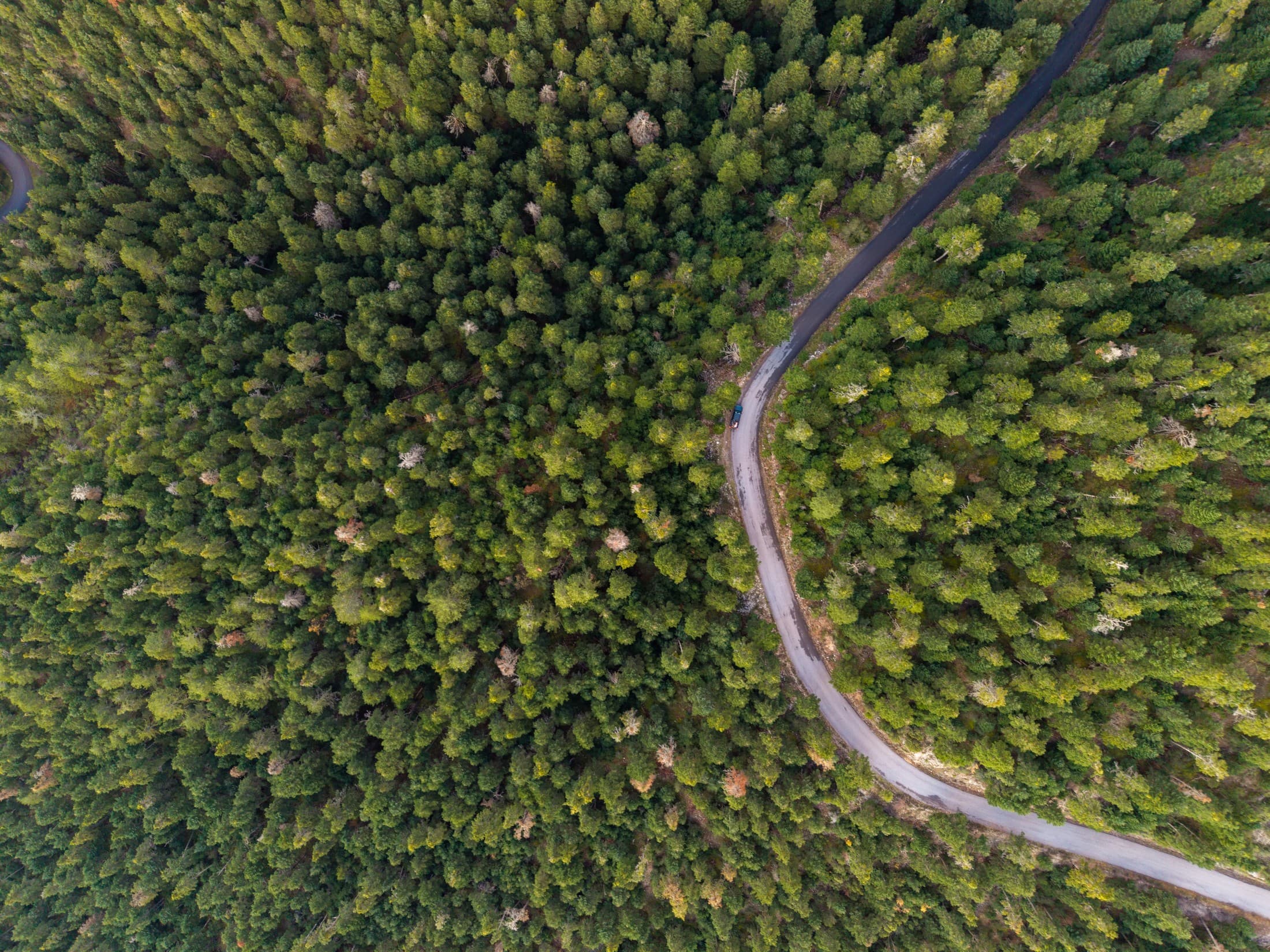 menalon-forest