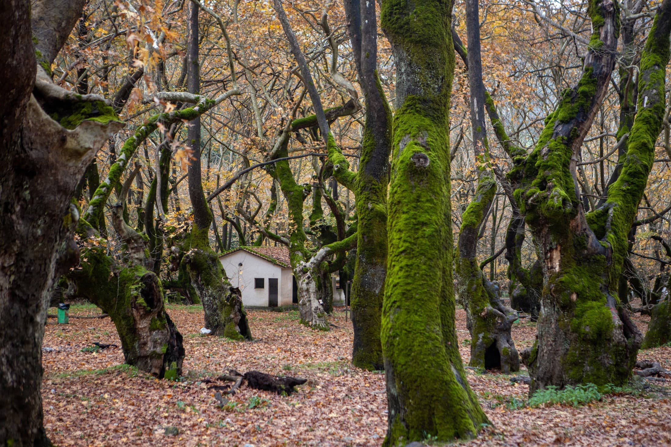 the-forest-of-planitero