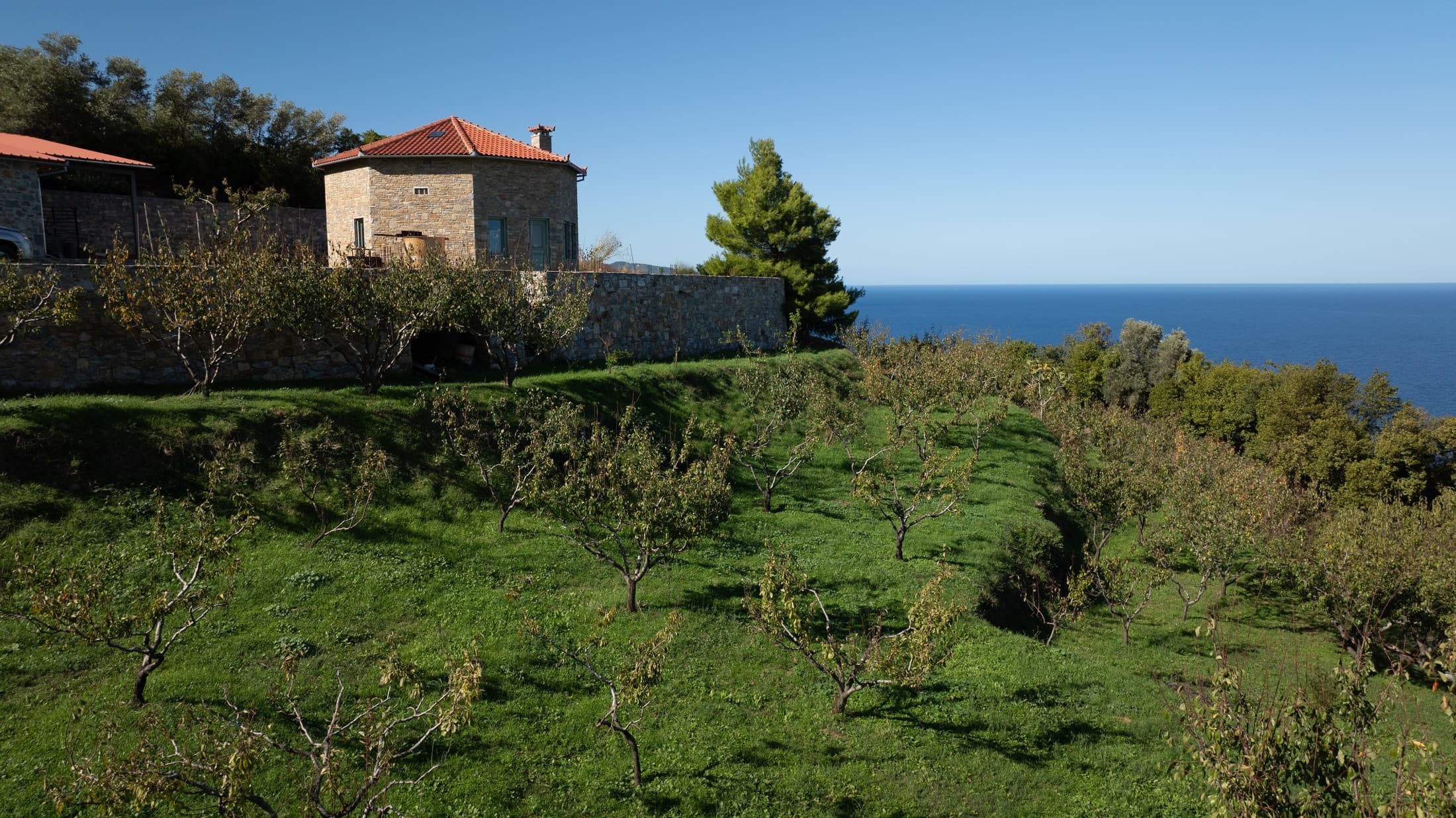 The Renowned Plums of Skopelos
