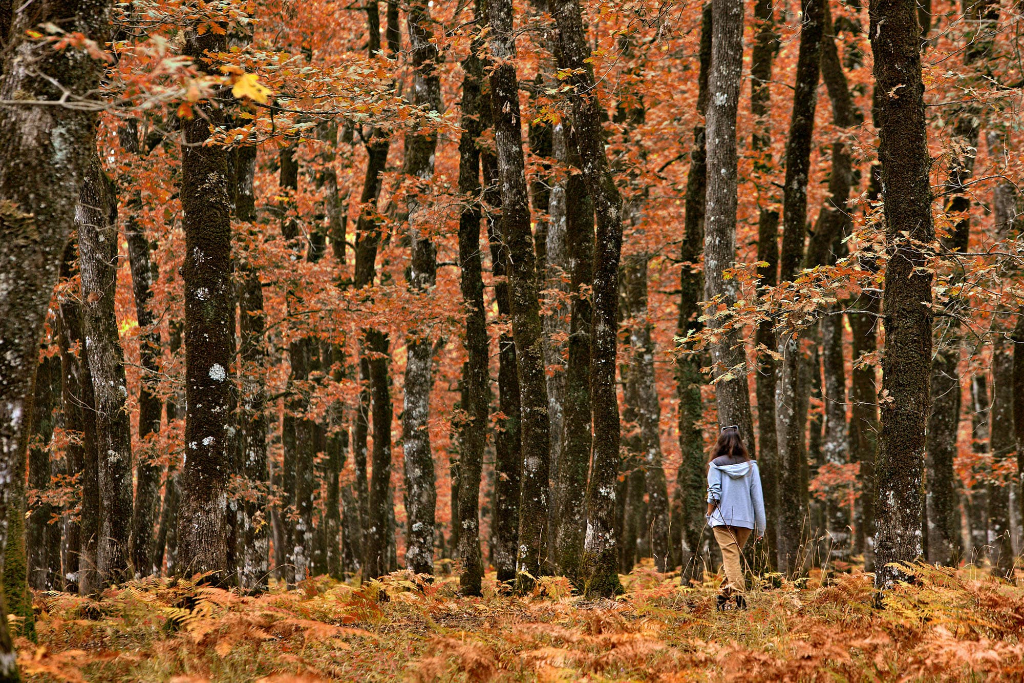 The Forest of Foloi