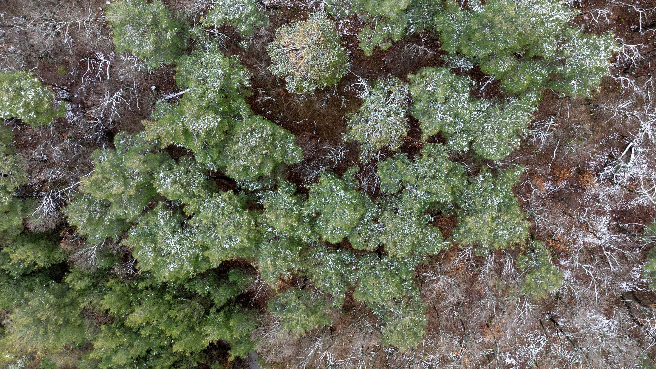 Alt text not provided