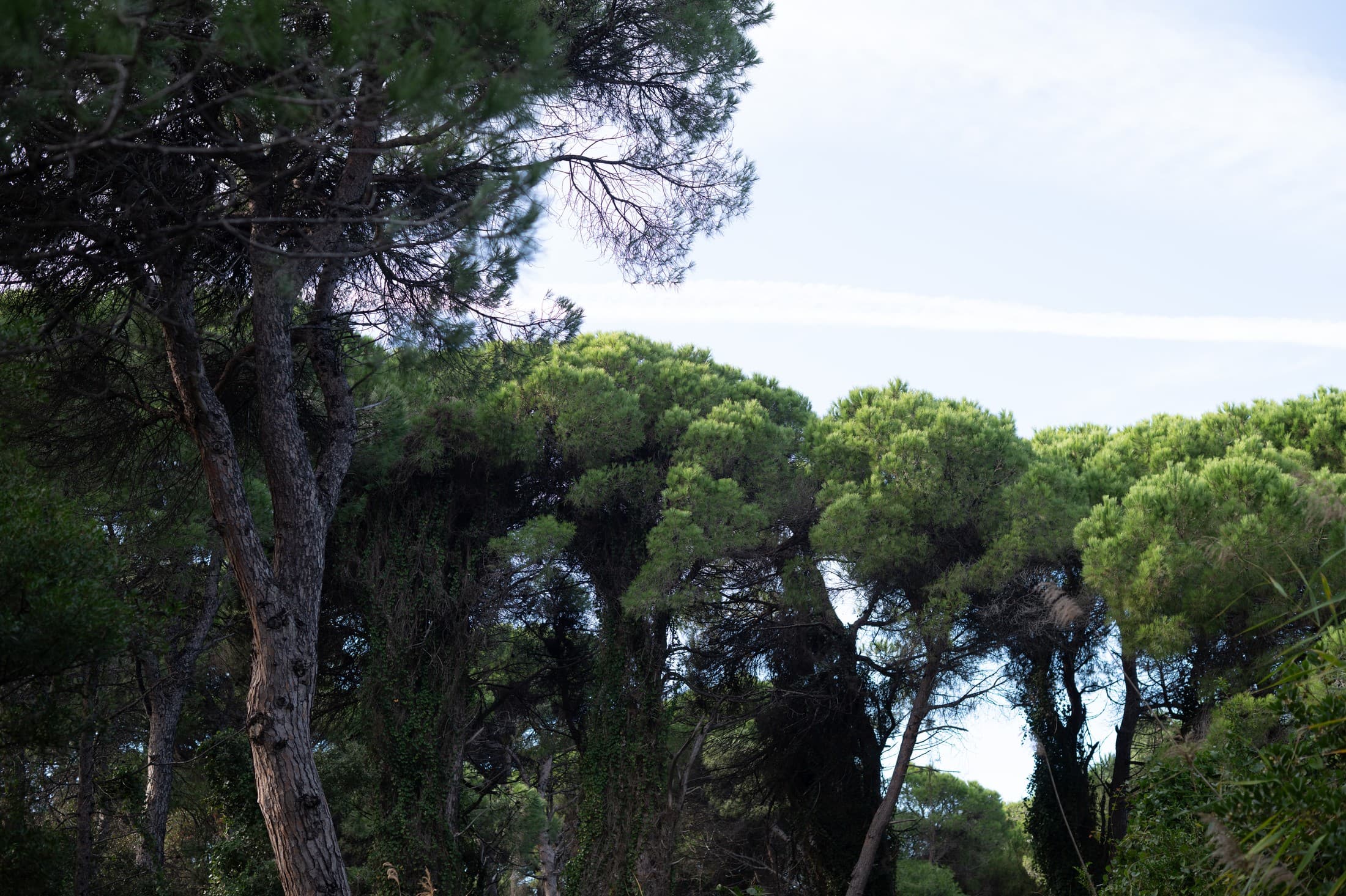 Alt text not provided