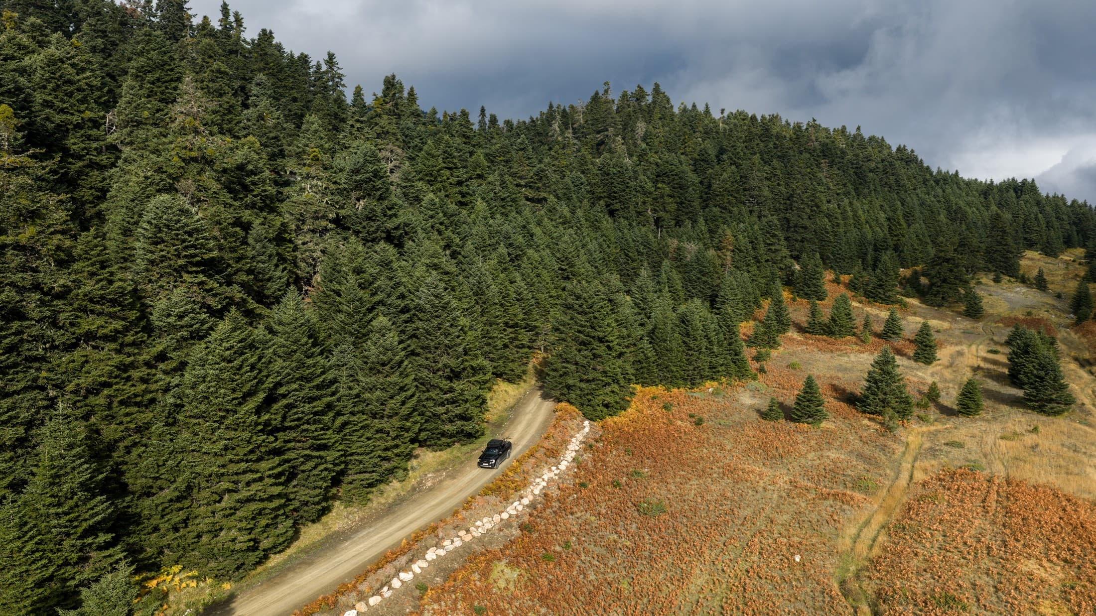 Forests: Nature’s Living Sanctuaries