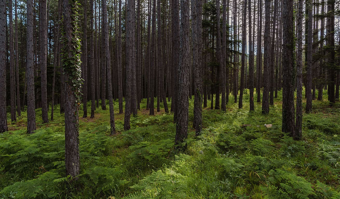 Alt text not provided