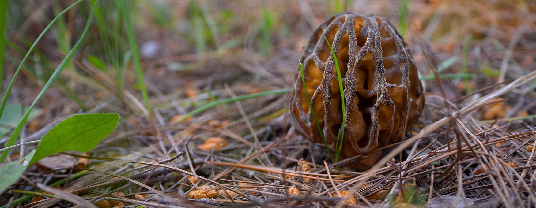 mushrooms