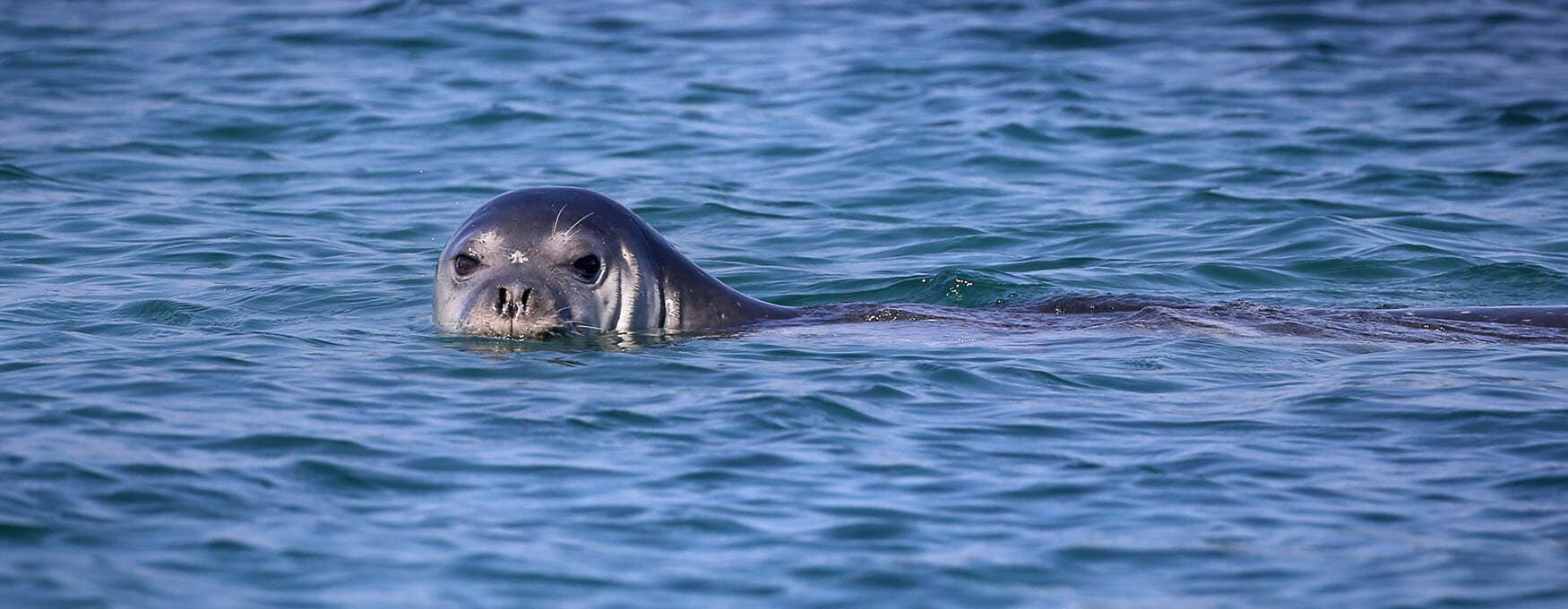 Marine Parks: Sanctuaries of the Blue