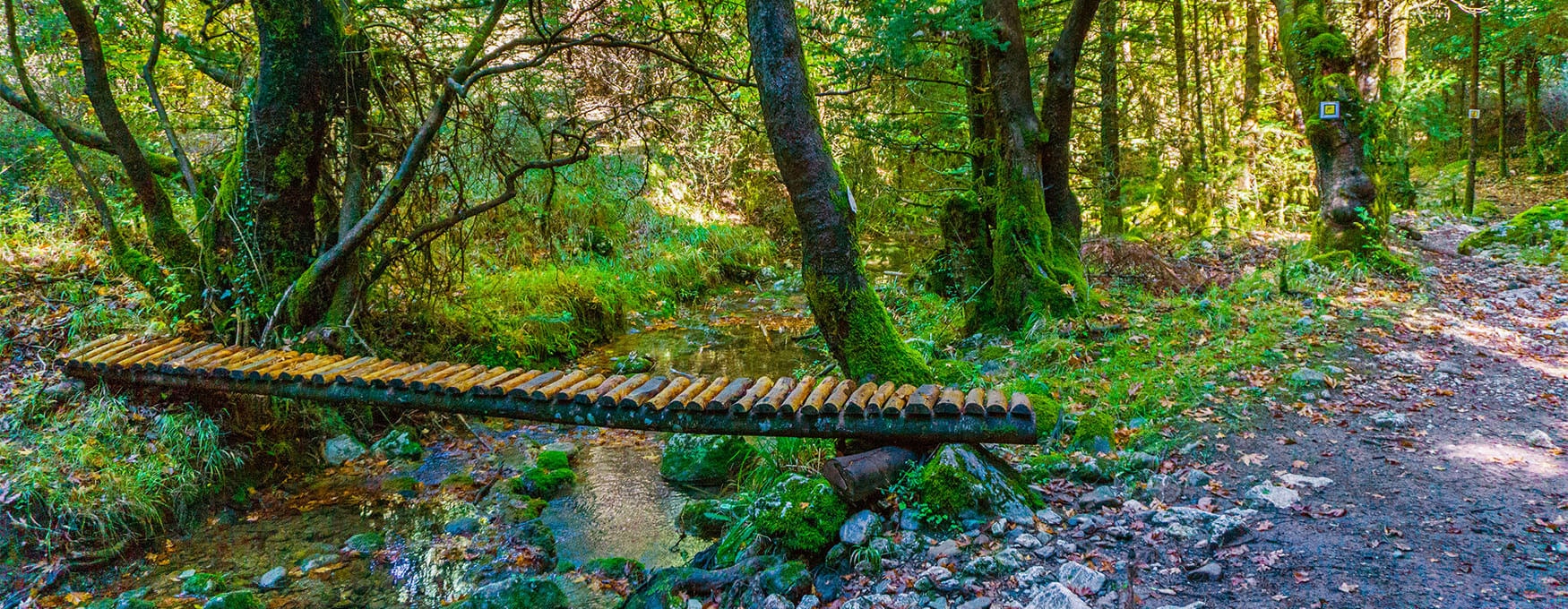 On the paths of Mt Mainalo