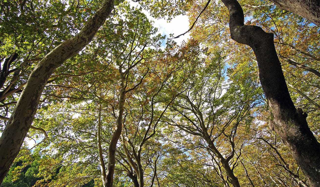 Alt text not provided