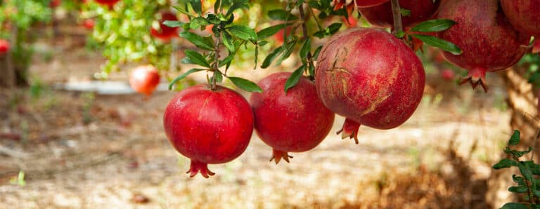 Granatapfel