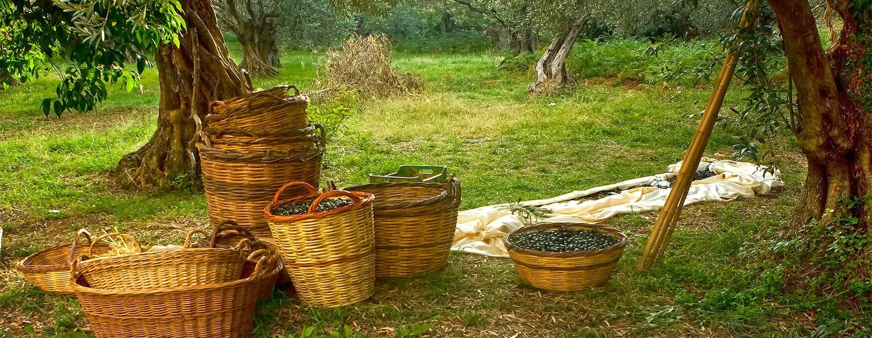 olives-and-olive-oil
