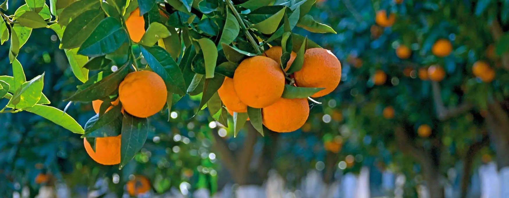 greek-citrus-fruits