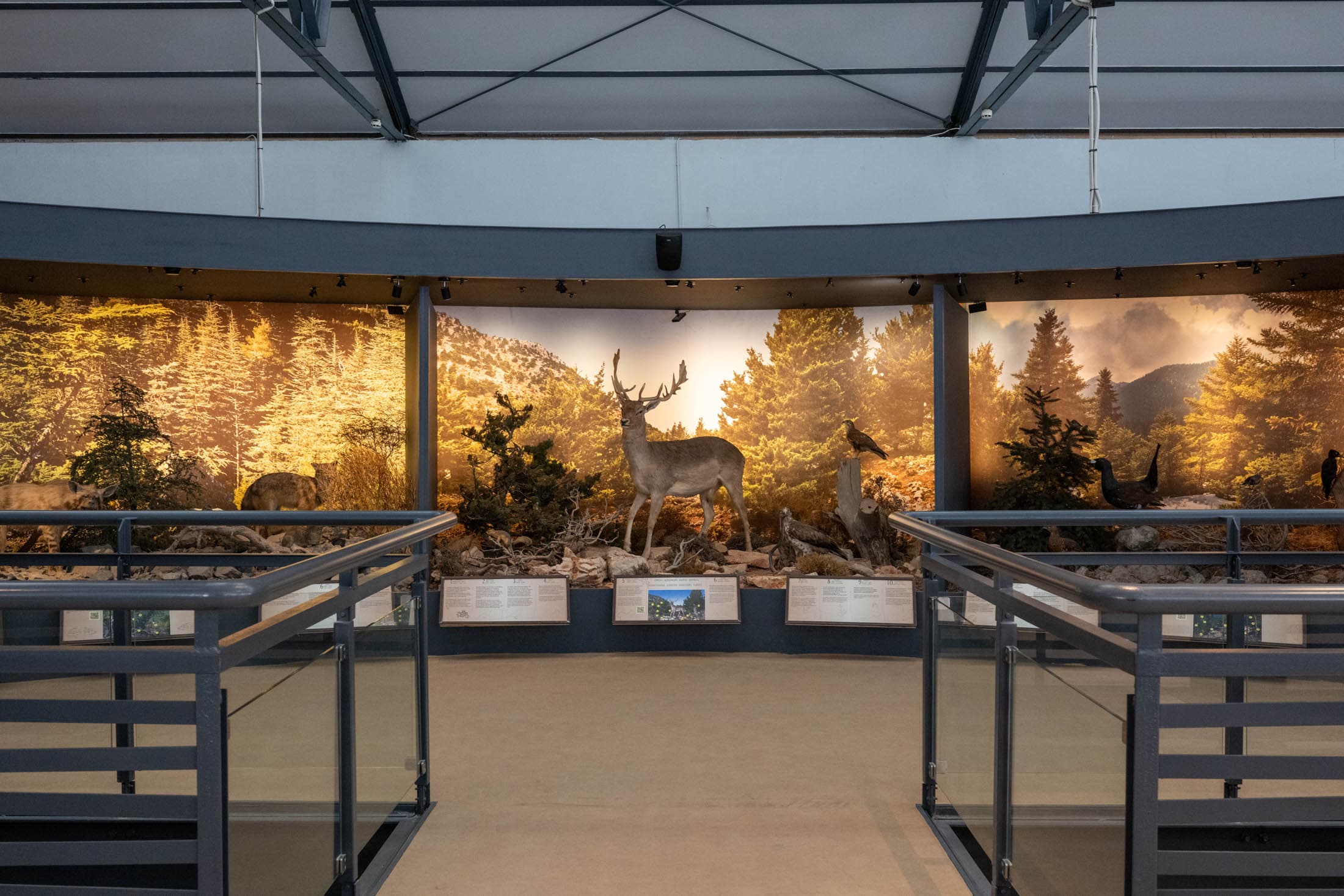 natural-history-museum-of-crete
