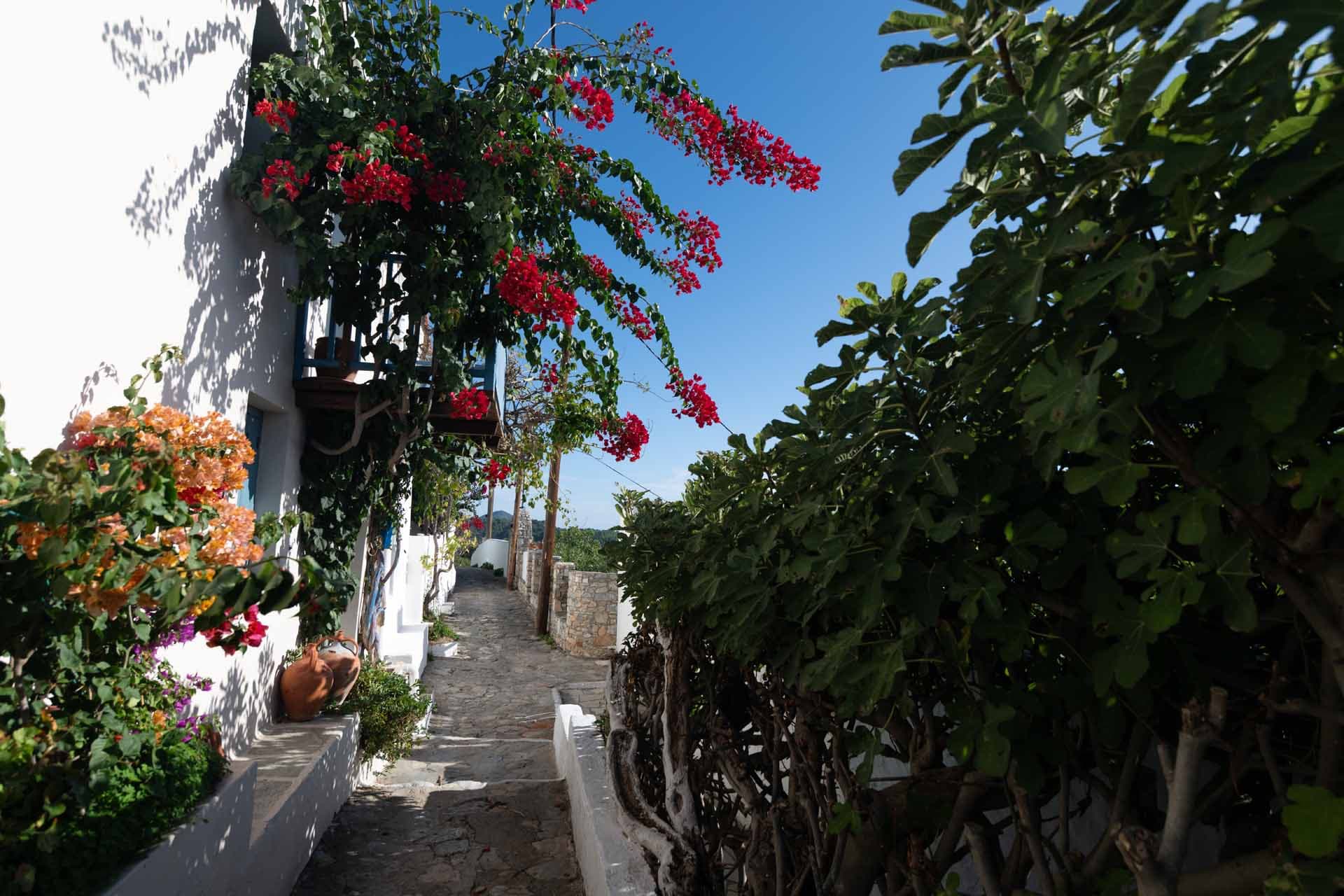 Alt text not provided