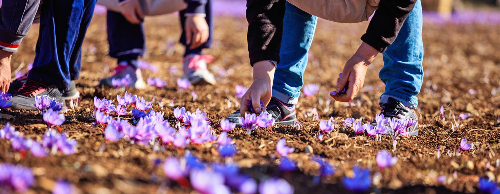 Harvesting the crocus