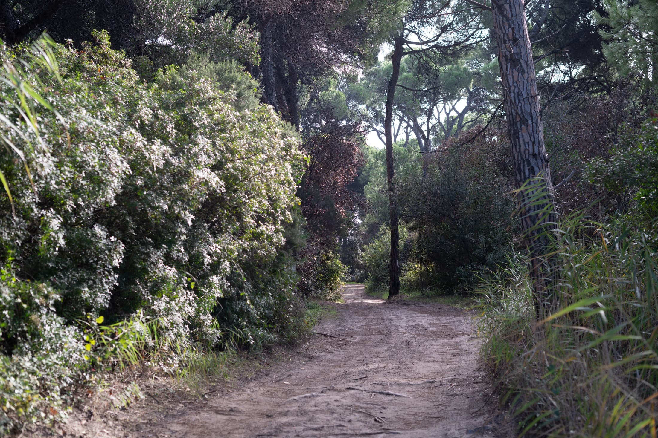 accessible-trails-of-skiathos