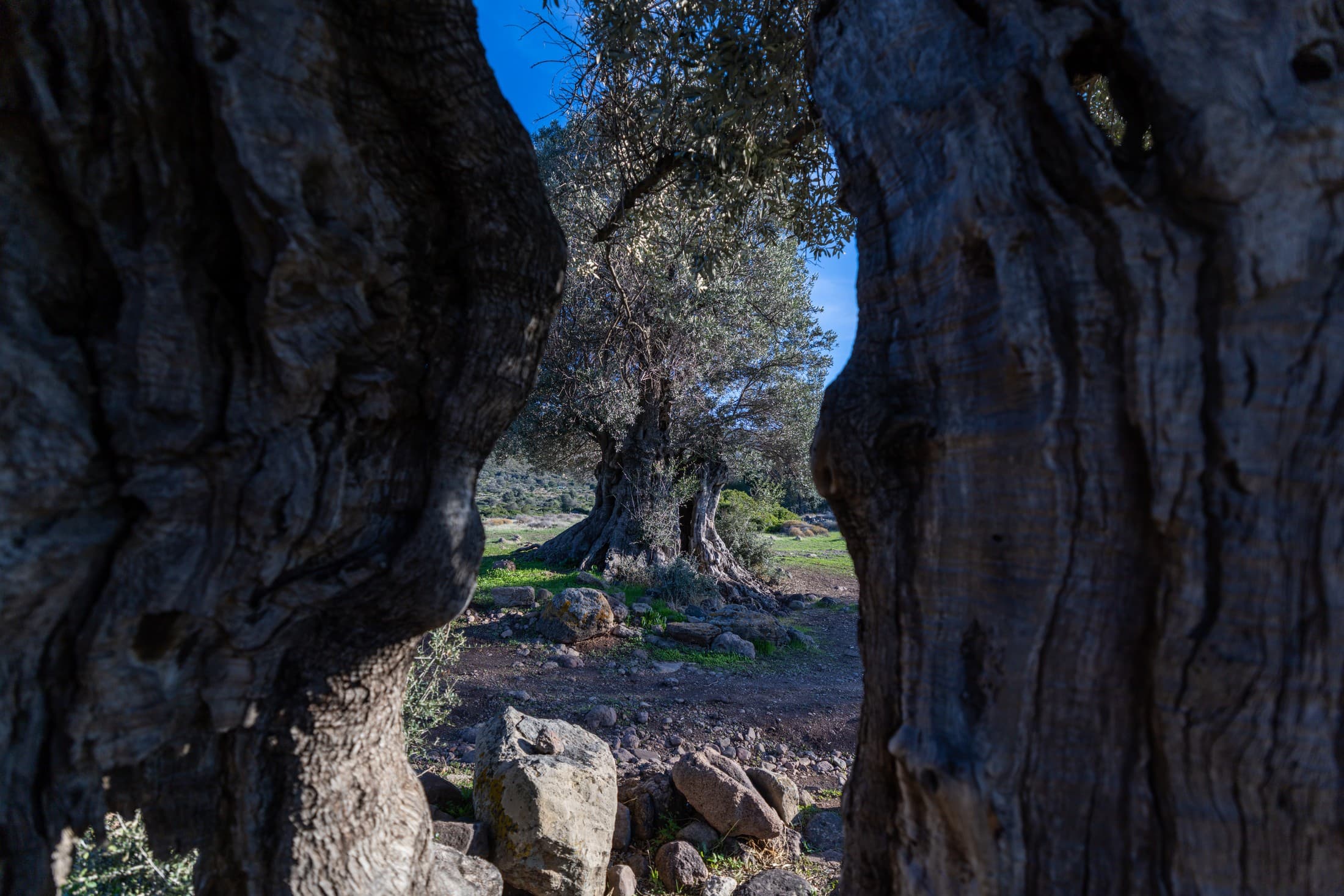 cultural-trails-in-aegina