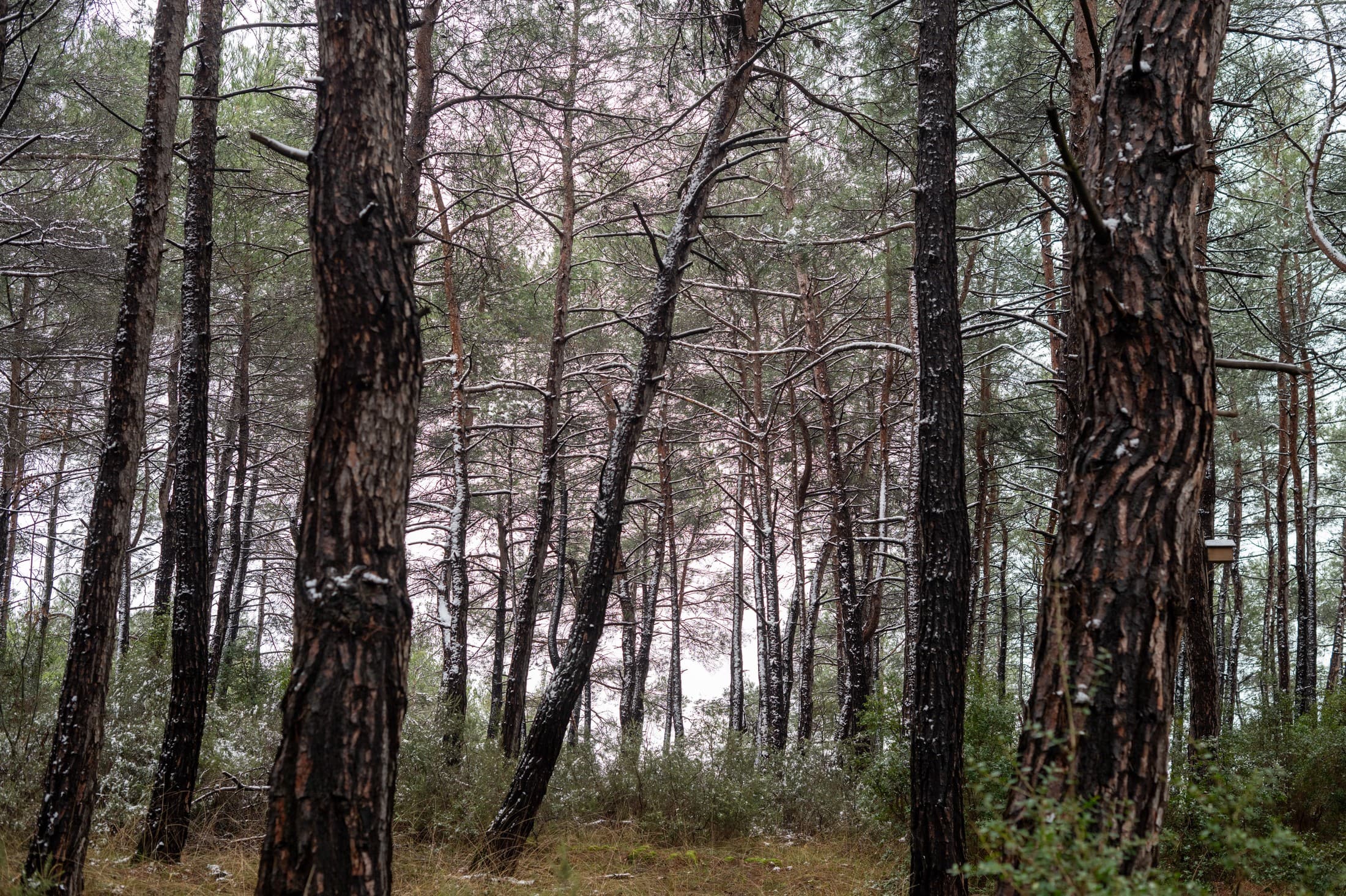 Dadia–Lefkimi–Soufli Forest National Park