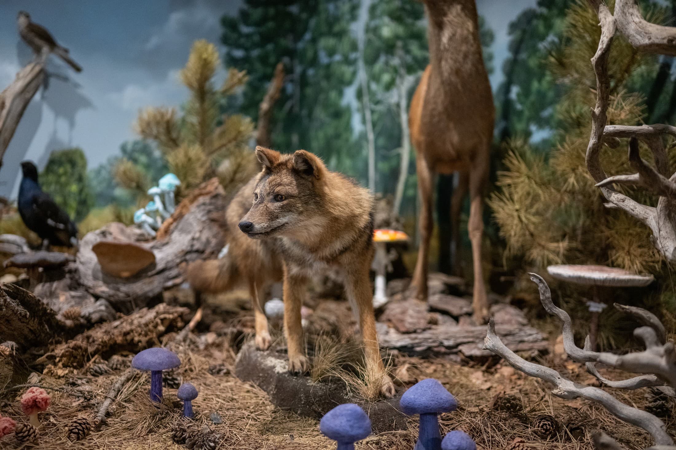 natural-history-museum-of-meteora-and-mushroom-museum