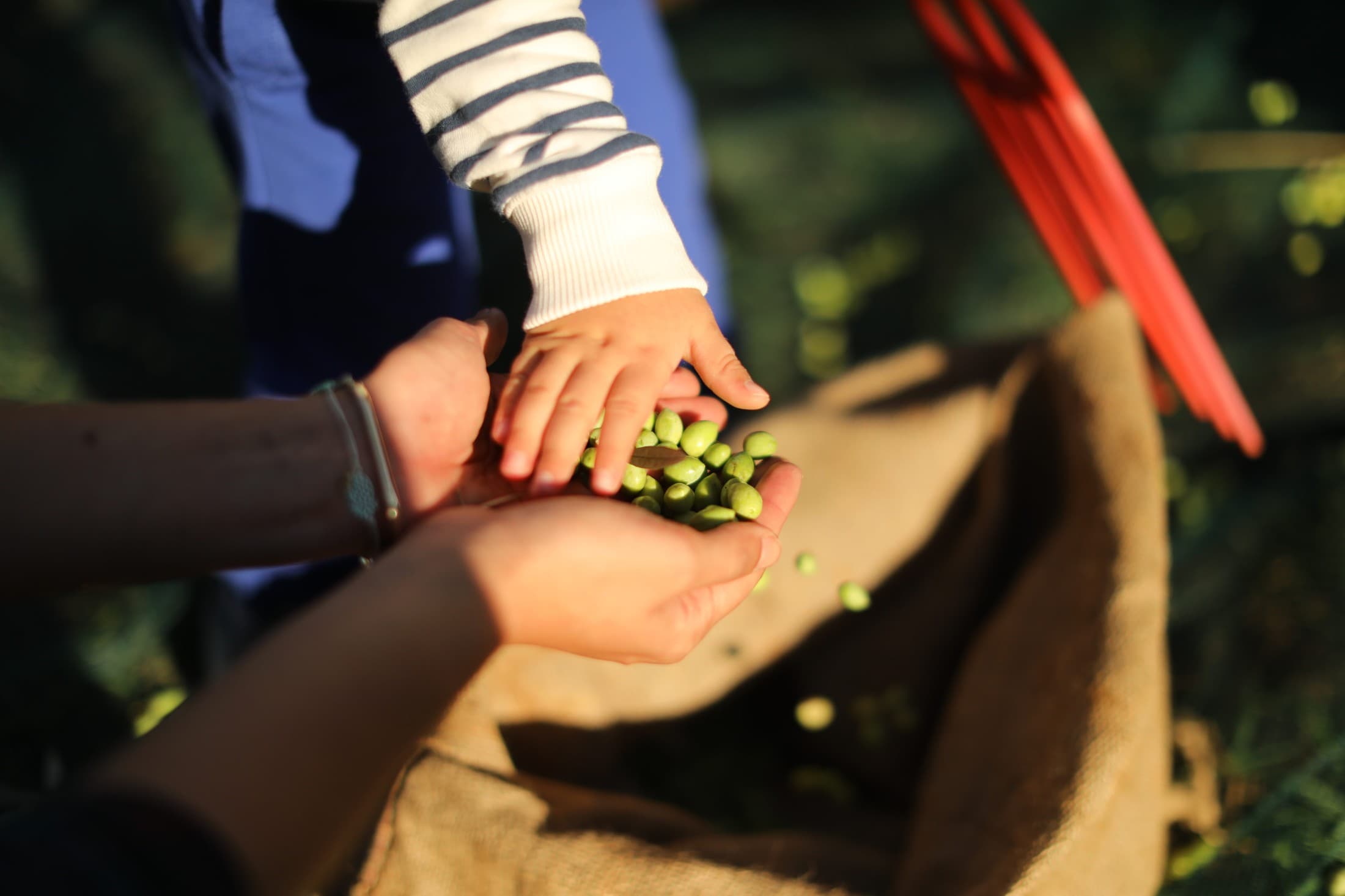 the-olive-groves-of-kalamata